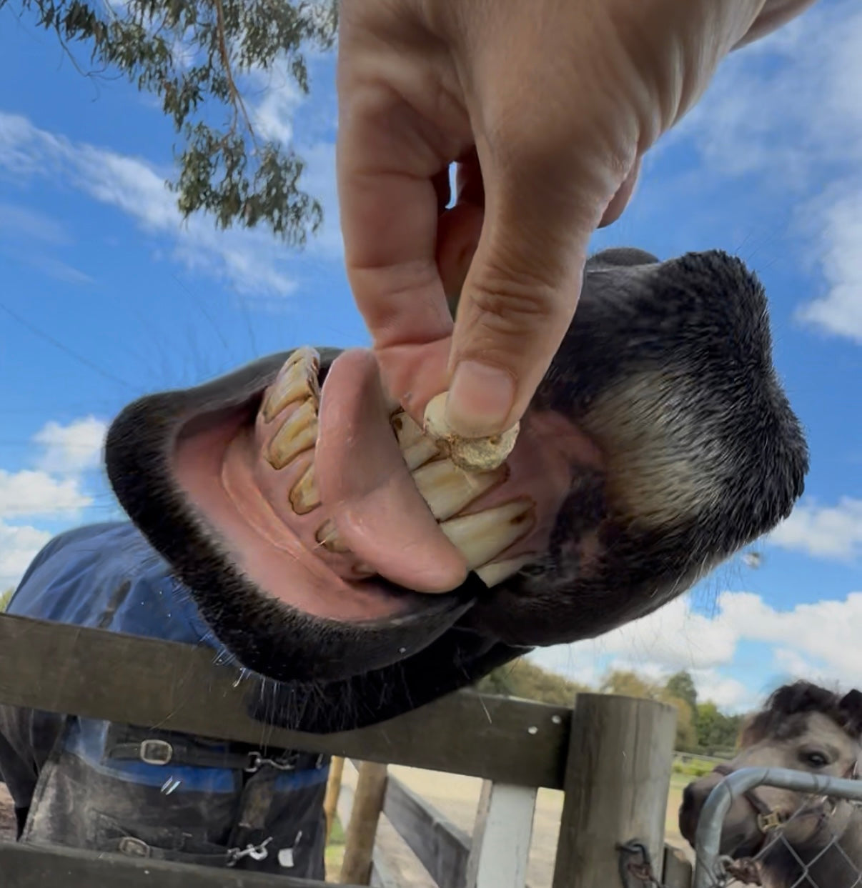 FEED CENTRAL