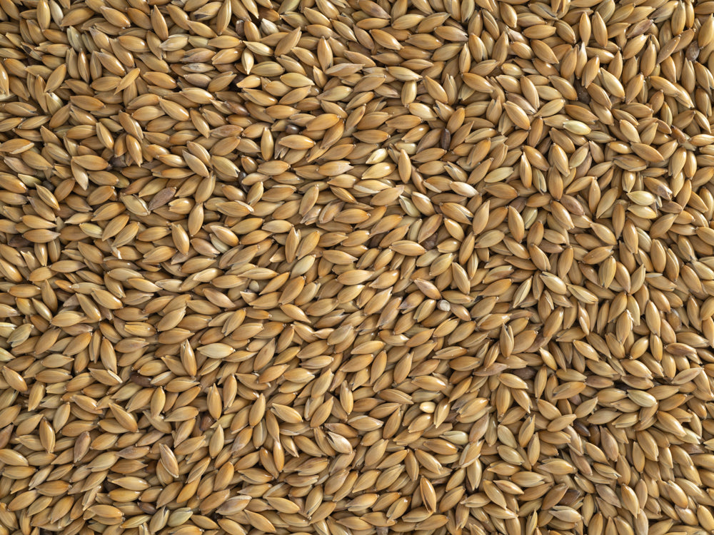 Canary Seed 20kg