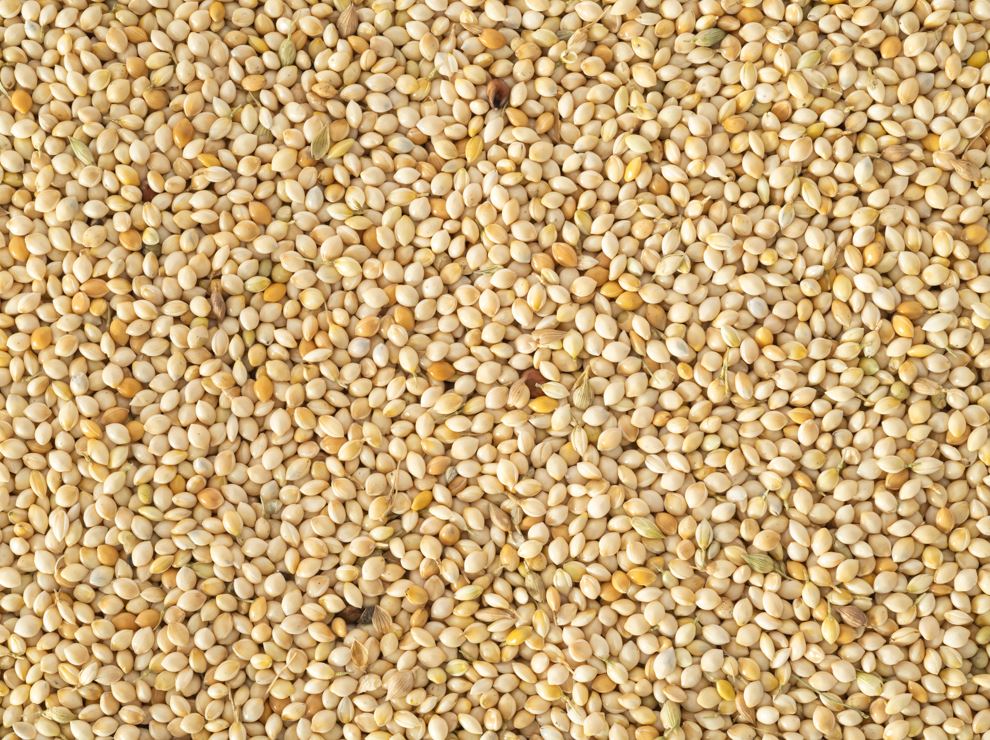 White French Millet 20kg FEED CENTRAL