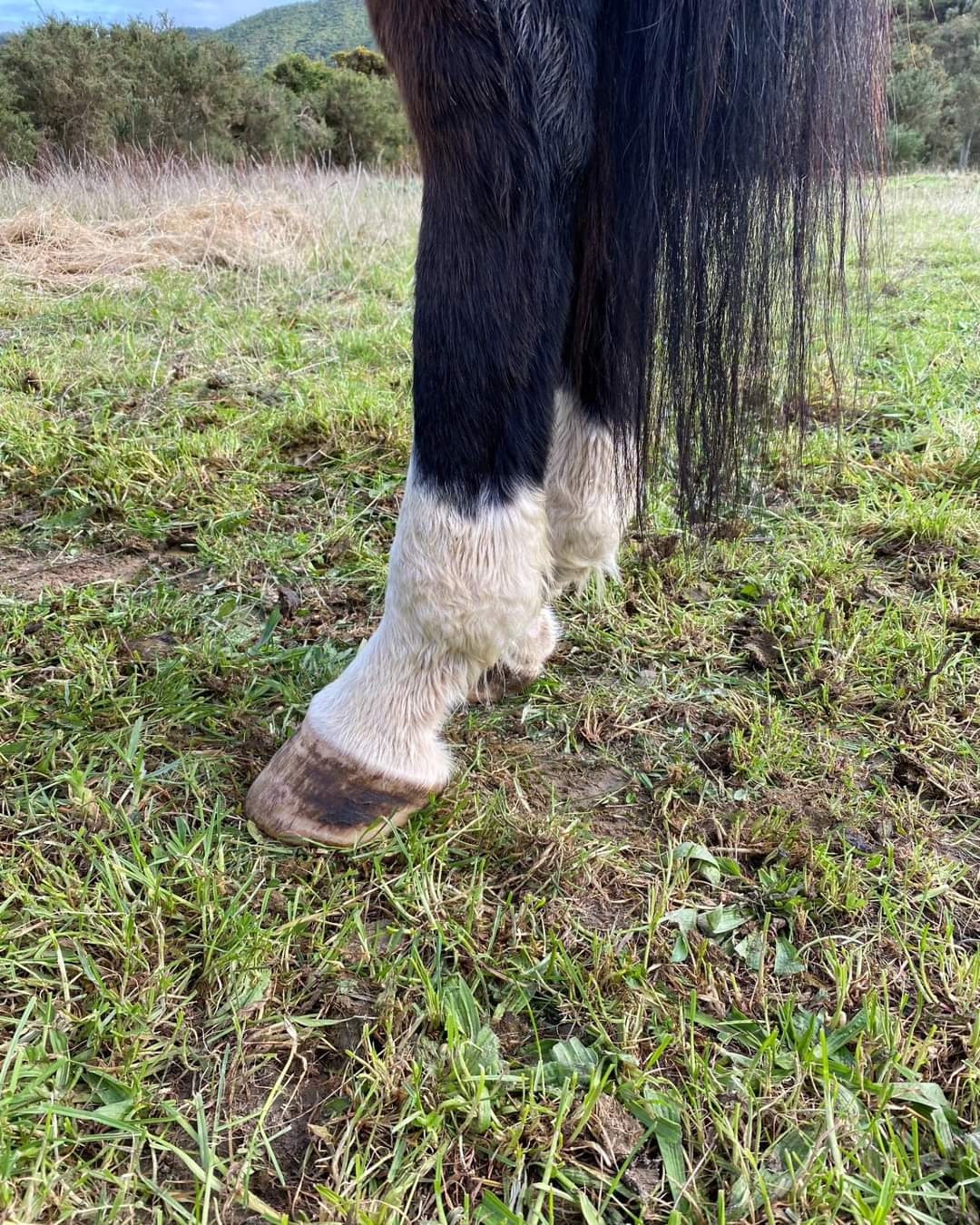 Mud Fever Rain Scald Cream